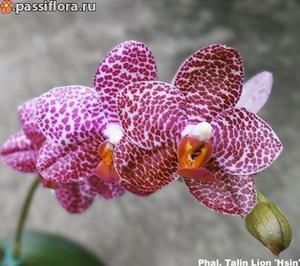 Phalaenopsis Talin Lion