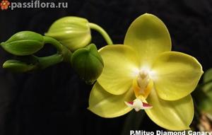 Phalaenopsis Mituo Diamond Canary