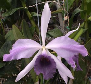 Cattleya C. G. Roebling (1895)