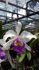 Cattleya Catherine Patterson