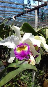 Cattleya Catherine Patterson