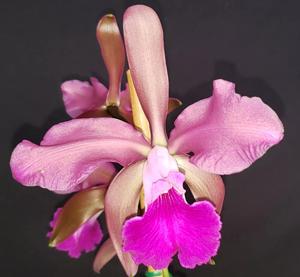 Cattleya Victoria-Regina