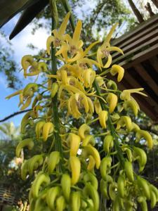 Dendrobium Golden Arch