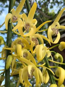 Dendrobium Golden Arch