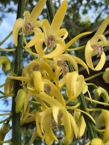 Dendrobium Golden Arch