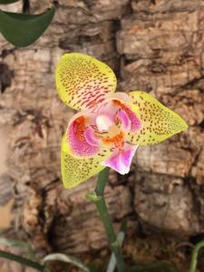 Phalaenopsis Nobby's Pumpkin