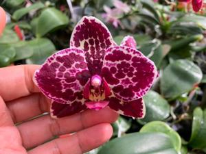 Phalaenopsis Lioulin Wild Cat