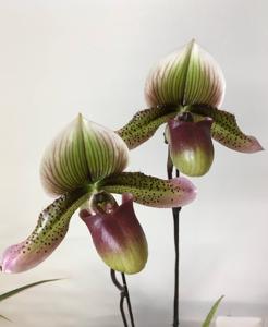Paphiopedilum Master Dragon
