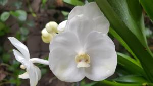 Vanda Nopporn White Diamond