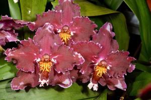 Oncidium Lippestern