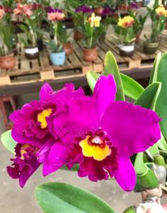 Cattleya Tiago Suzuki