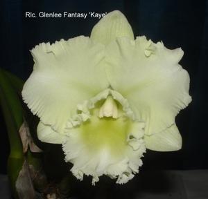 Rhyncholaeliocattleya Glenlee Fantasy