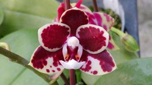 Phalaenopsis Zheng Min Polarizer