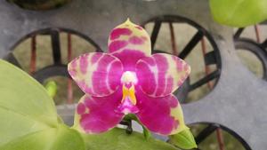 Phalaenopsis Zheng Min Smilodon