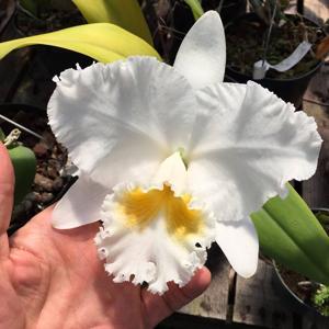 Cattleya Pearl Harbor