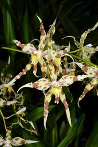 Oncidium furcatum-cirrhosum