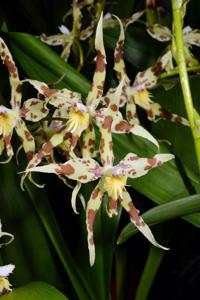 Oncidium furcatum-cirrhosum