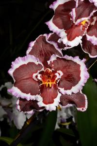 Oncidium Teipels Mitternacht