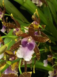 Miltonia Lamarckiana