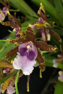 Miltonia Lamarckiana