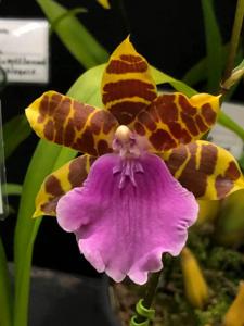 Miltonia Lamarckiana