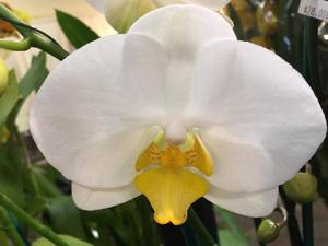 Phalaenopsis Eternity Snow