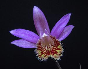 Pleione Vesuvius