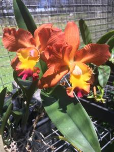 Rhyncholaeliocattleya Goldenzelle-Jungle Gem