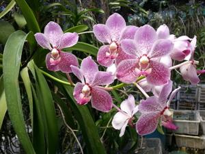 Vanda Manila