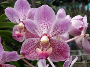 Vanda Manila