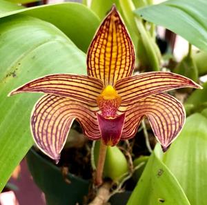 Bulbophyllum Jim McGoogan