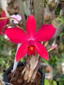 Cattleya Marriottiana (2/1896)