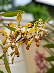Aranda Benita Fong