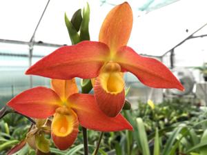 Phragmipedium Don Wimber