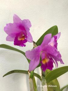 Laeliocatanthe Stepladder