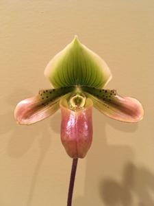 Paphiopedilum Hawaiian Kapuna