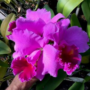 Rhyncholaeliocattleya Memoria Grant Eichler