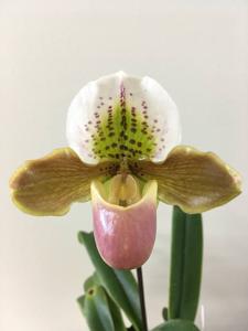 Paphiopedilum Mary's Little Leopard