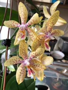 Phalaenopsis Rheingold