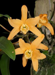 Dendrobium Uni-Scabri