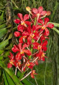 Vanda Red Rocket