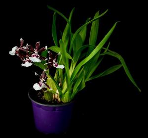 Oncidium Jungle Monarch