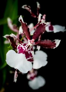 Oncidium Jungle Monarch