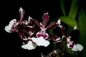 Oncidium Jungle Monarch