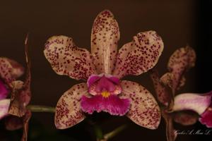 Cattleya Pão de Açúcar