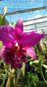 Rhyncholaeliocattleya Memoria Susan Hawkins