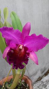 Rhyncholaeliocattleya Memoria Susan Hawkins