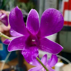 Dendrobium Gloucester Crimson