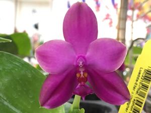 Phalaenopsis Yaphon Super Jaguar