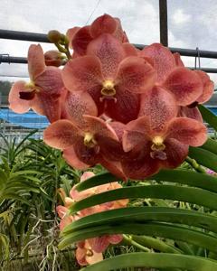 Vanda Law Class of 1978, NUS